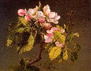 Martin Johnson Heade Apple Blossoms Sweden oil painting reproduction